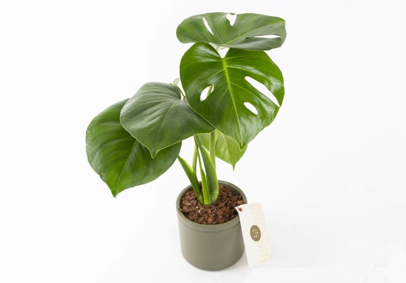 Monstera Deve Tabanı